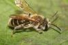 Andrena labialis